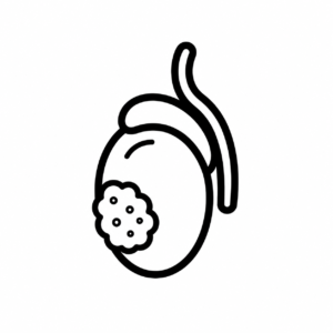 Testicular Cancer